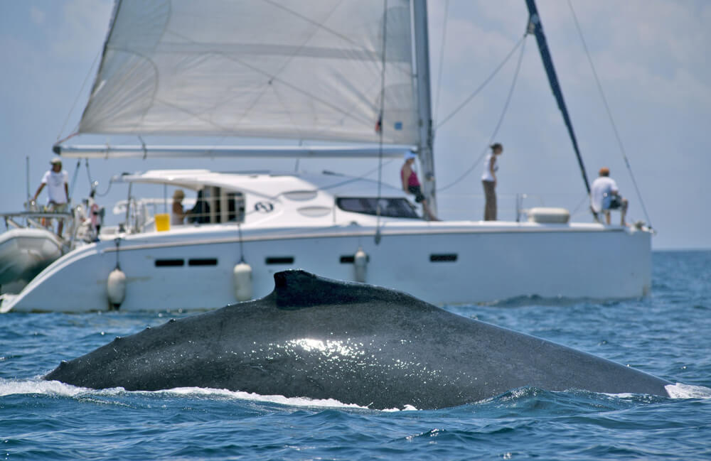 ballena2